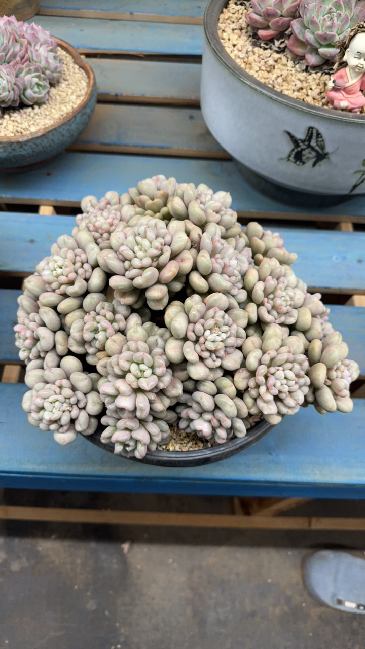 比尔盖茨多肉大群