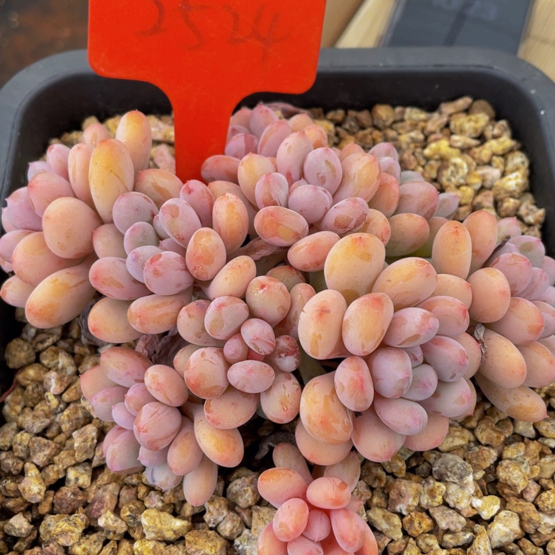 2524上午多肉植物