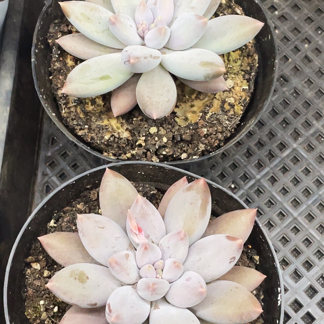 单头大哥特萝莉一颗