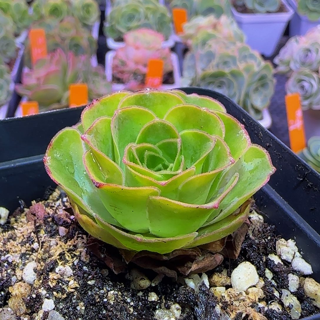 绒加 满30元非偏远包邮玻璃心慎拍