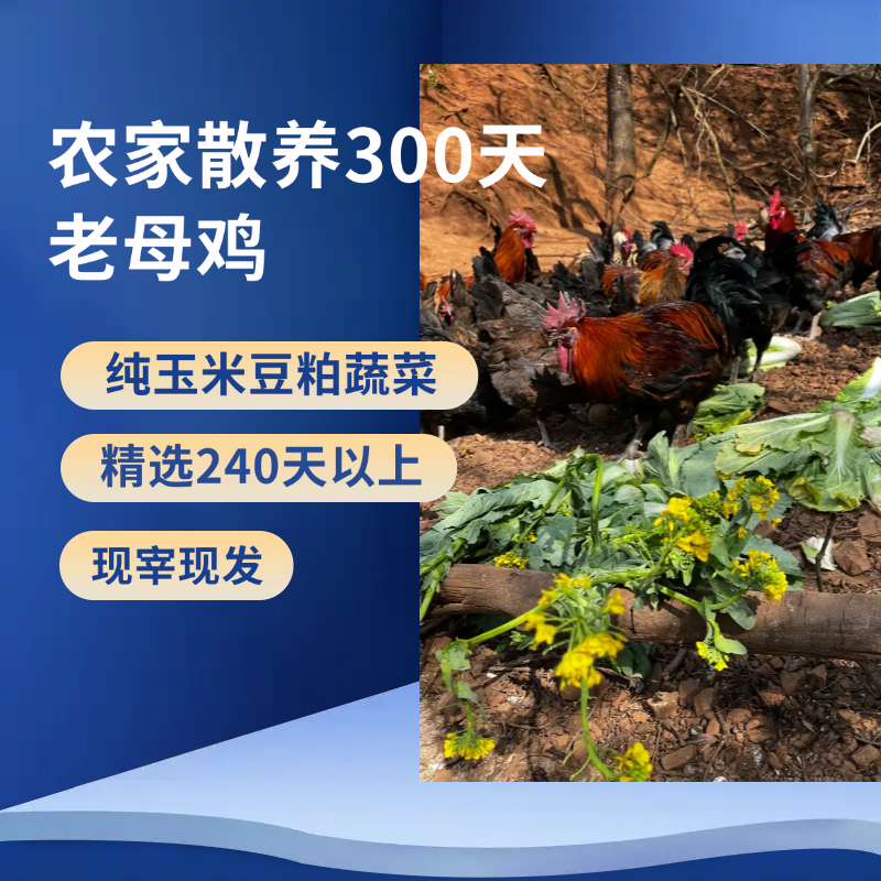 云南农家散养草原鸡鲜宰土鸡大公鸡走地鸡香嫩多汁