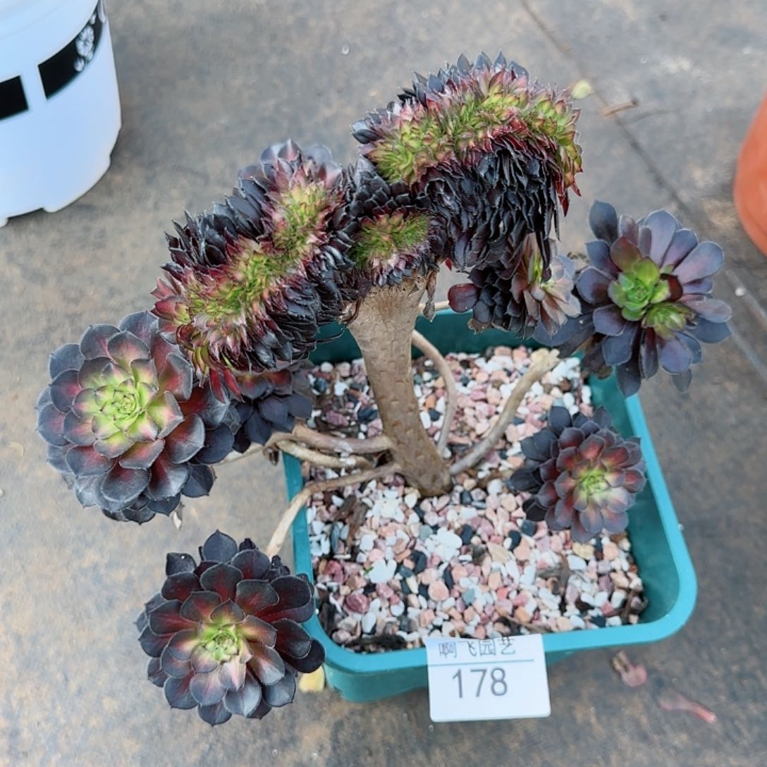 依**心178多肉 墨颜缀法师捧花