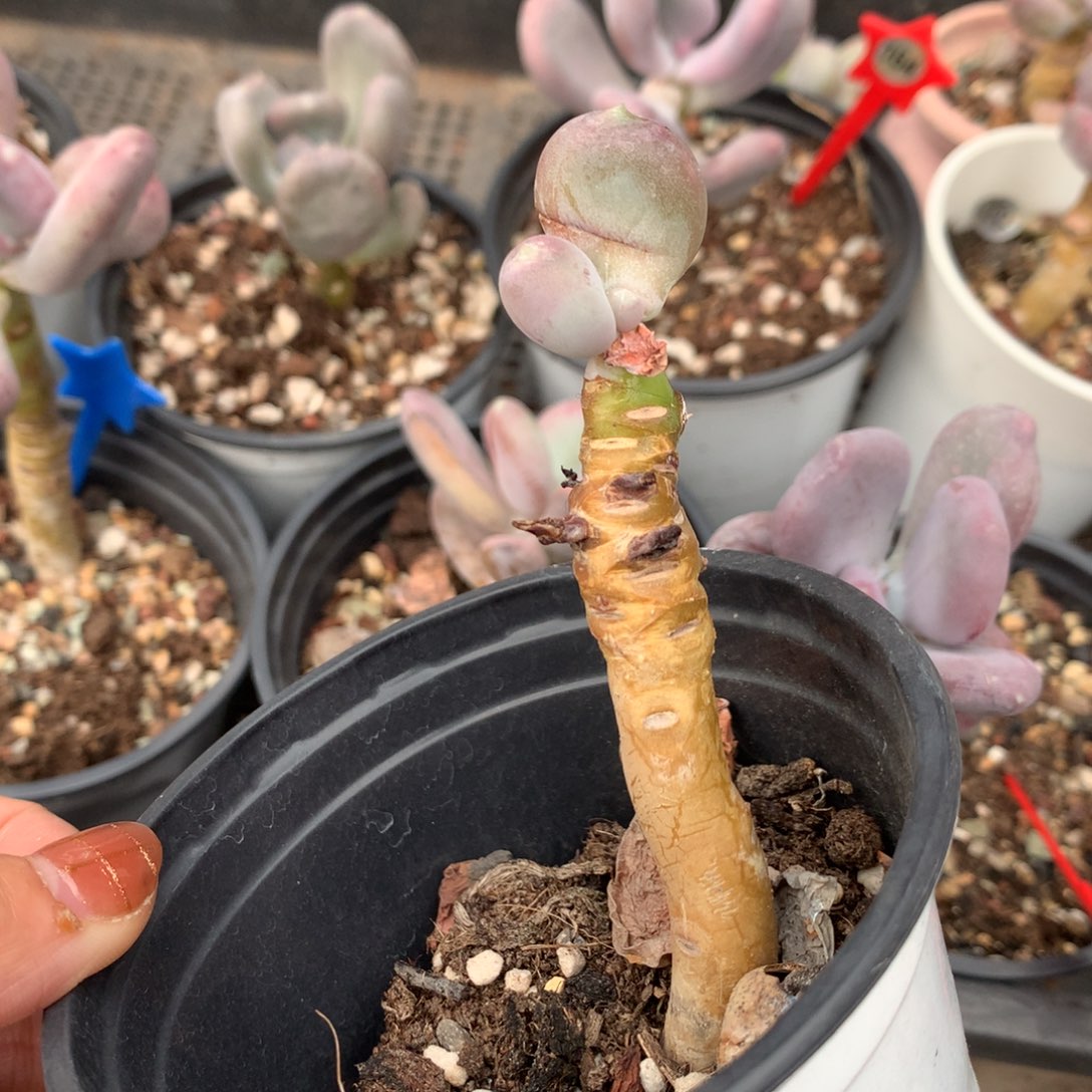 小屁桃 瑕疵不售后不满28发到付，发一片叶，~