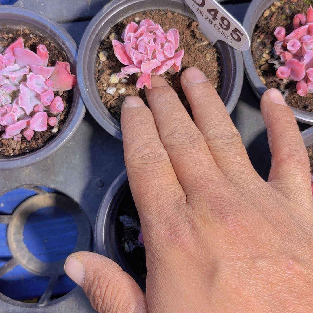 走*.D495猪鼻子一物一拍