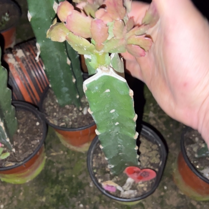 用***2当前无花栽培后可以开花061  1968