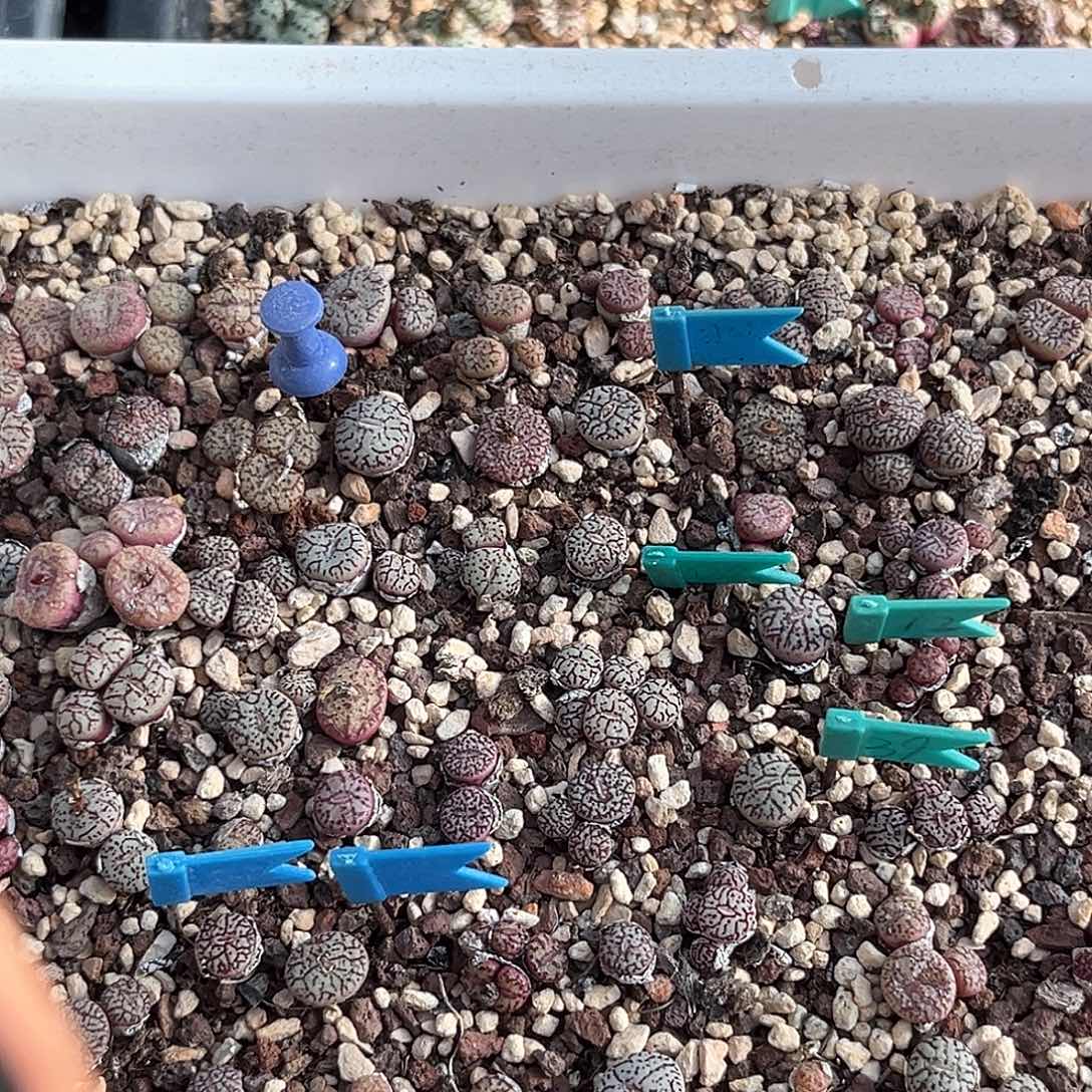 多肉肉锥植物打包