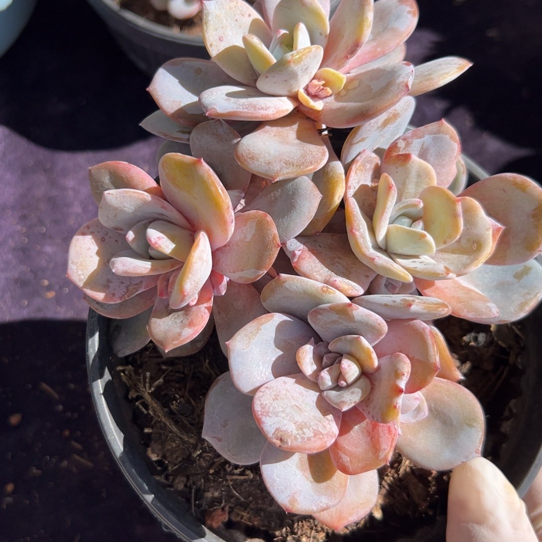 新年快乐 新年快乐