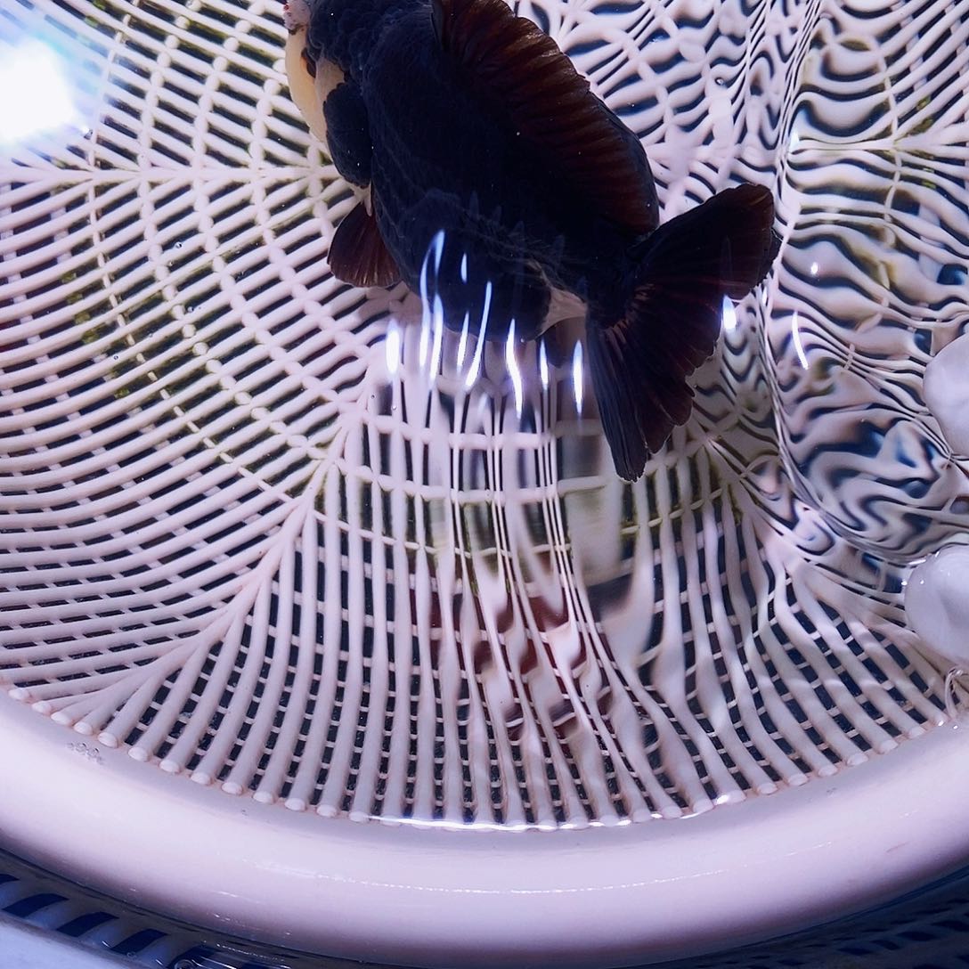 ღ***࿐玛丽1条鱼鱼鱼鱼鱼