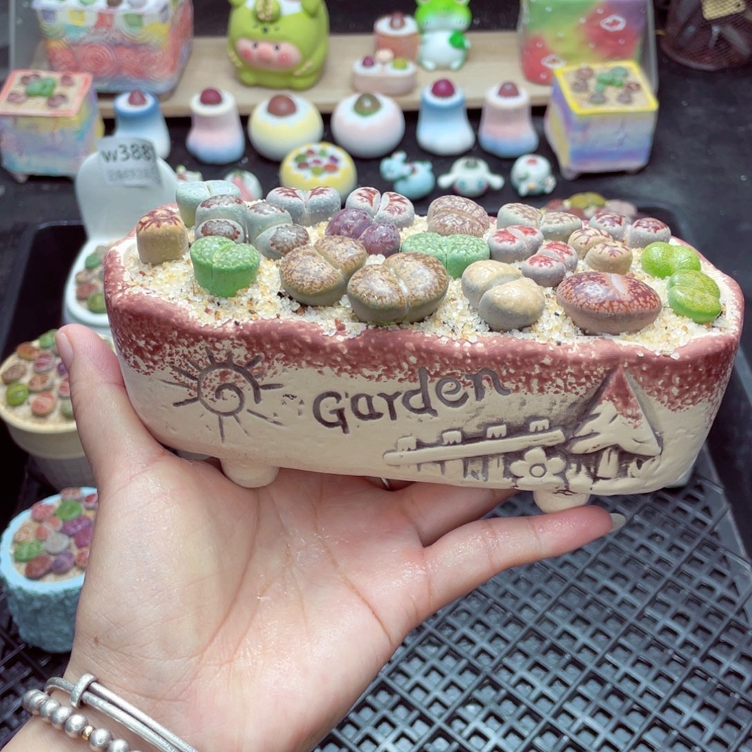 w3890 带盆土发货一物一拍