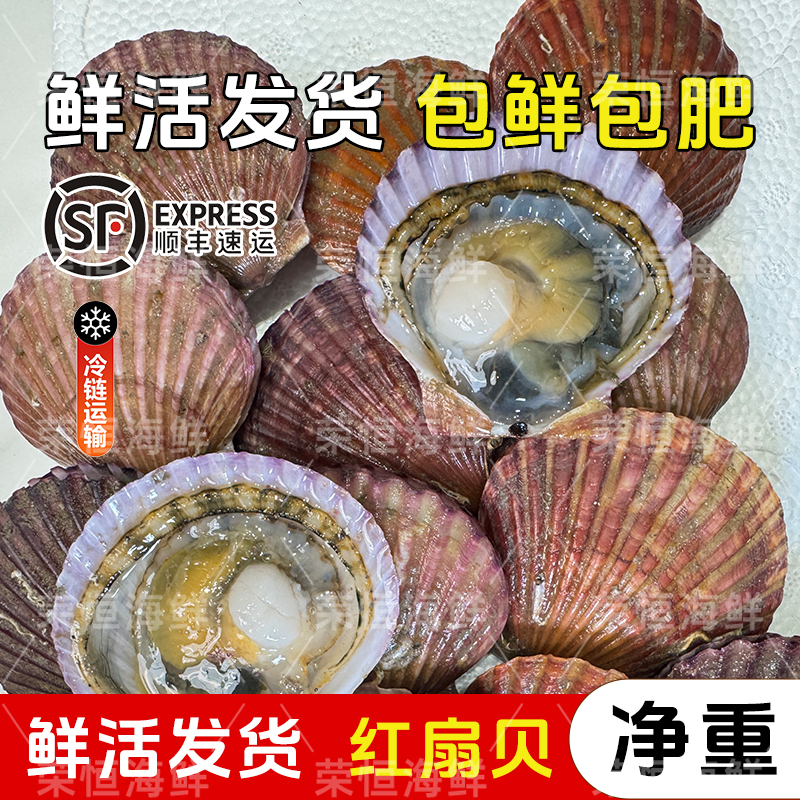 日照薄壳扇贝小红贝美味鲜甜5斤装顺丰包邮到家生蚝 坏单包赔 扇贝开口正常食用