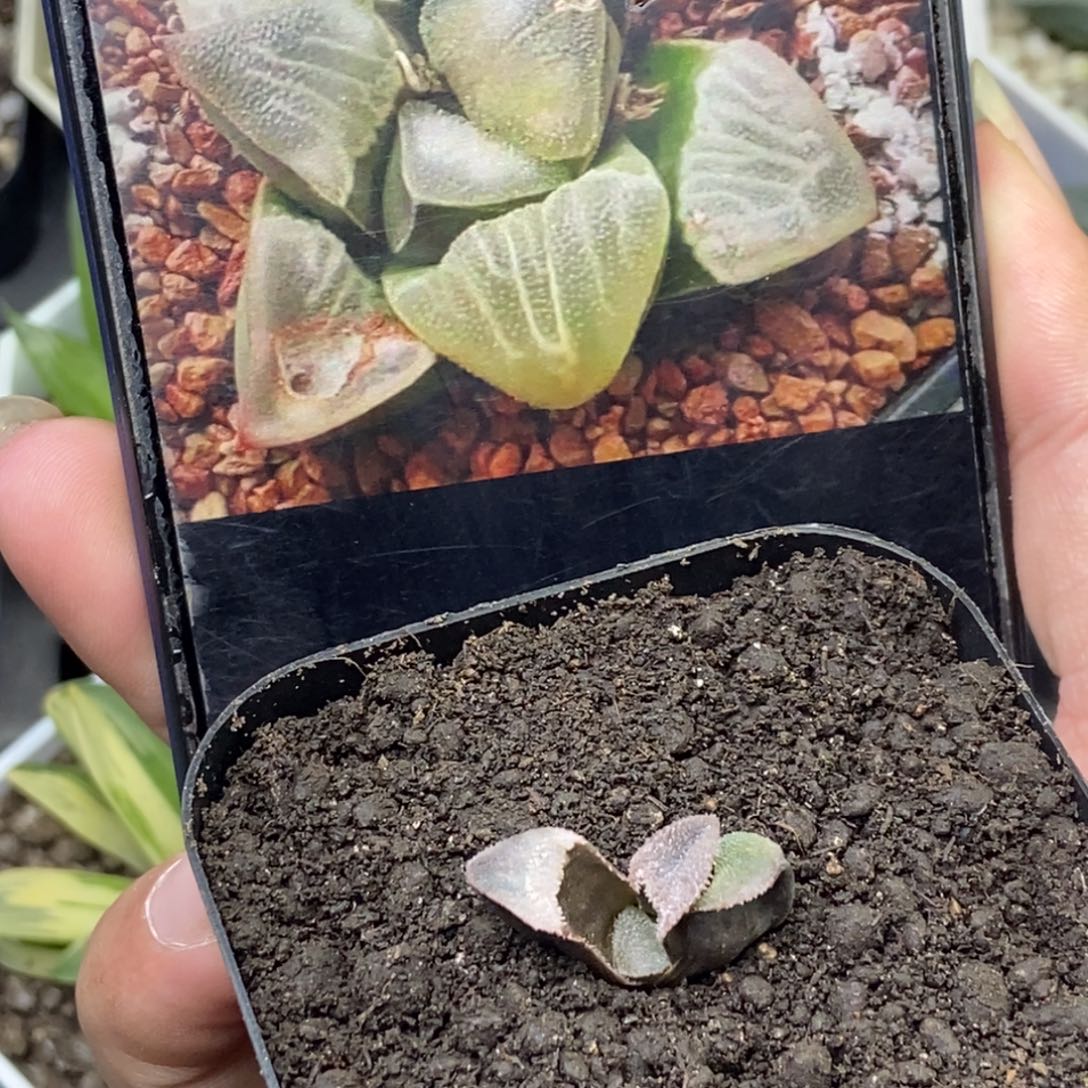 云窗磨面底座苗一物一拍