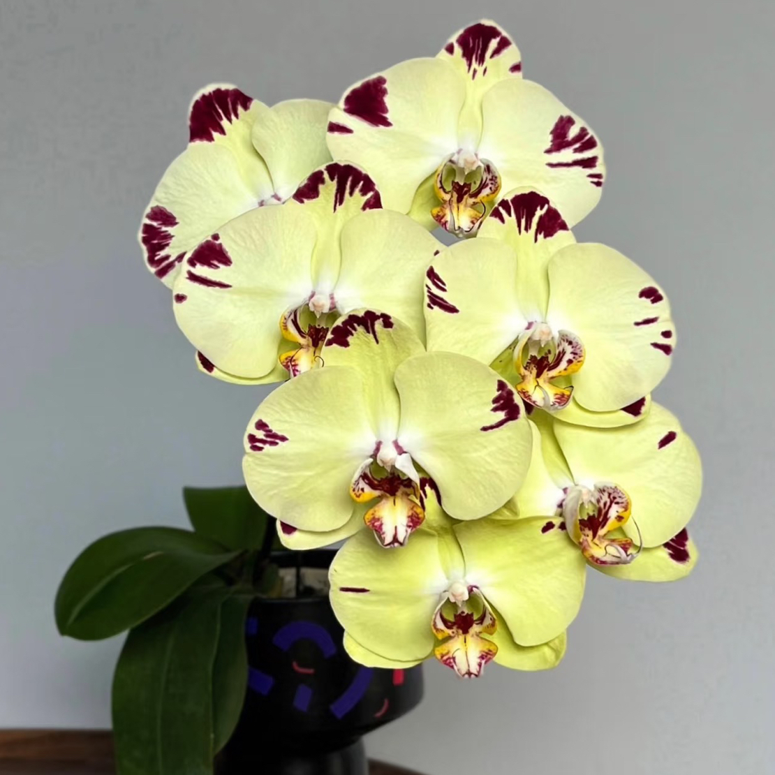 金雕3.5成熟苗不带花带花剑叶片瑕疵