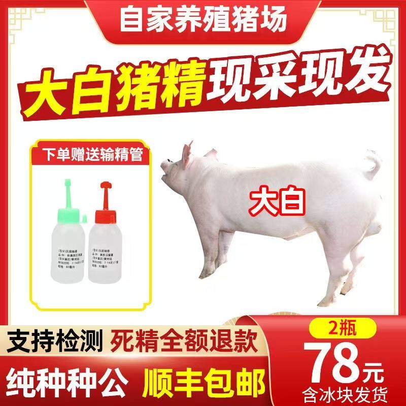 【大白】60ml2瓶兽用优质精液猪精配种人工授精当天现采现发