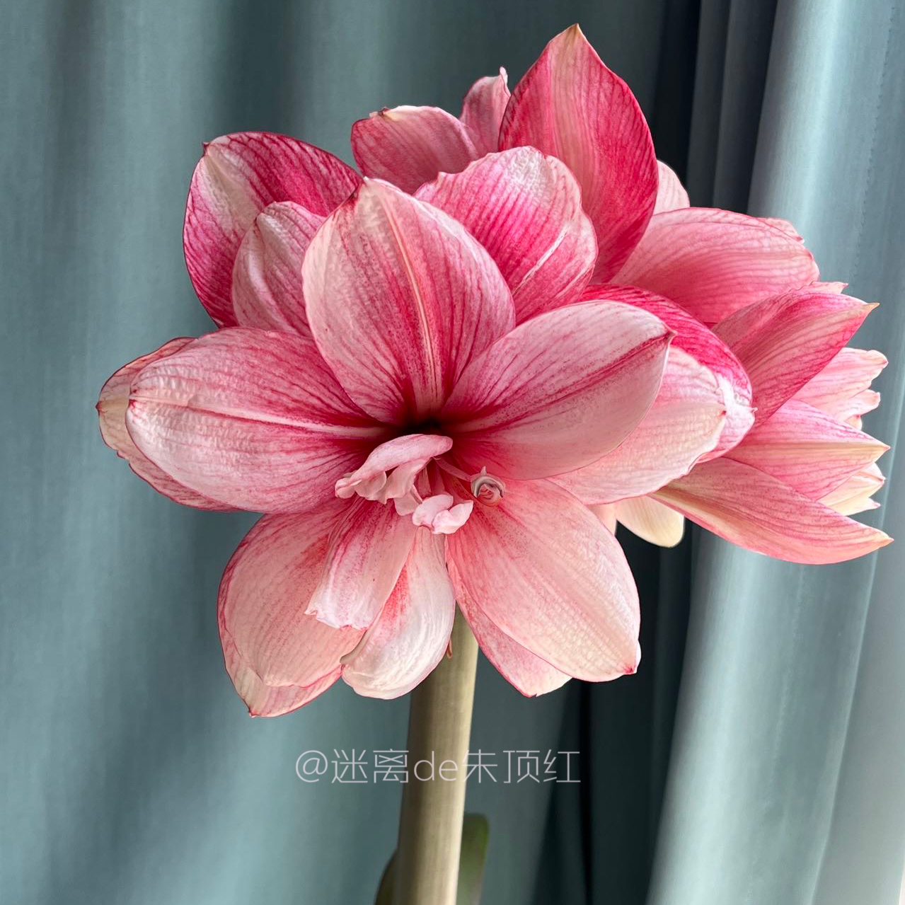 【一物一拍】朱顶红开花球规格 梦幻，寻回，卡罗琳娜，粉珍珠，安吉拉