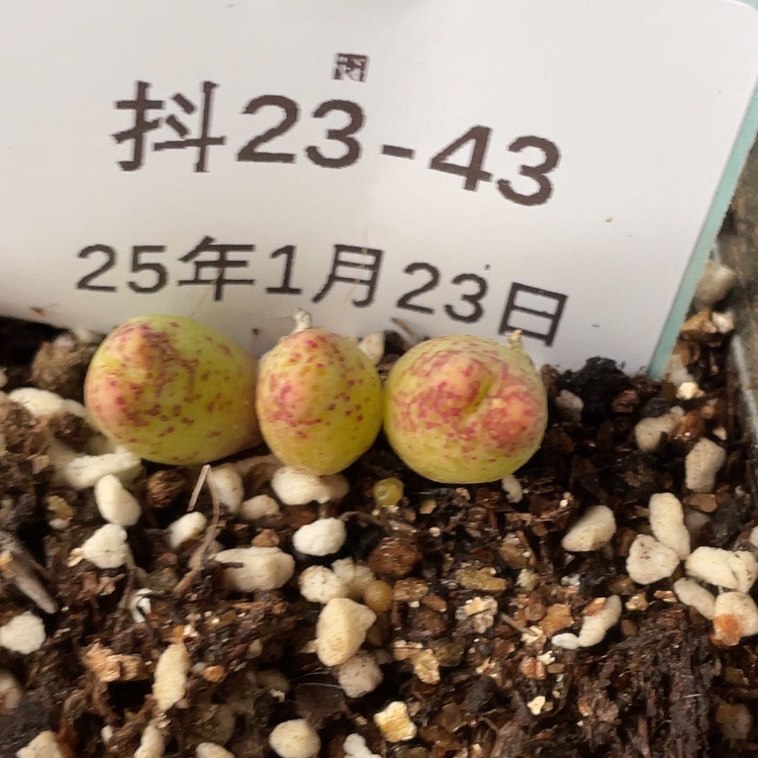 23-43斑马多肉植物