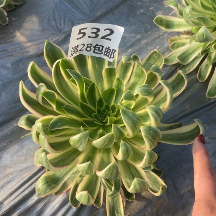 532一号棚清莲多肉