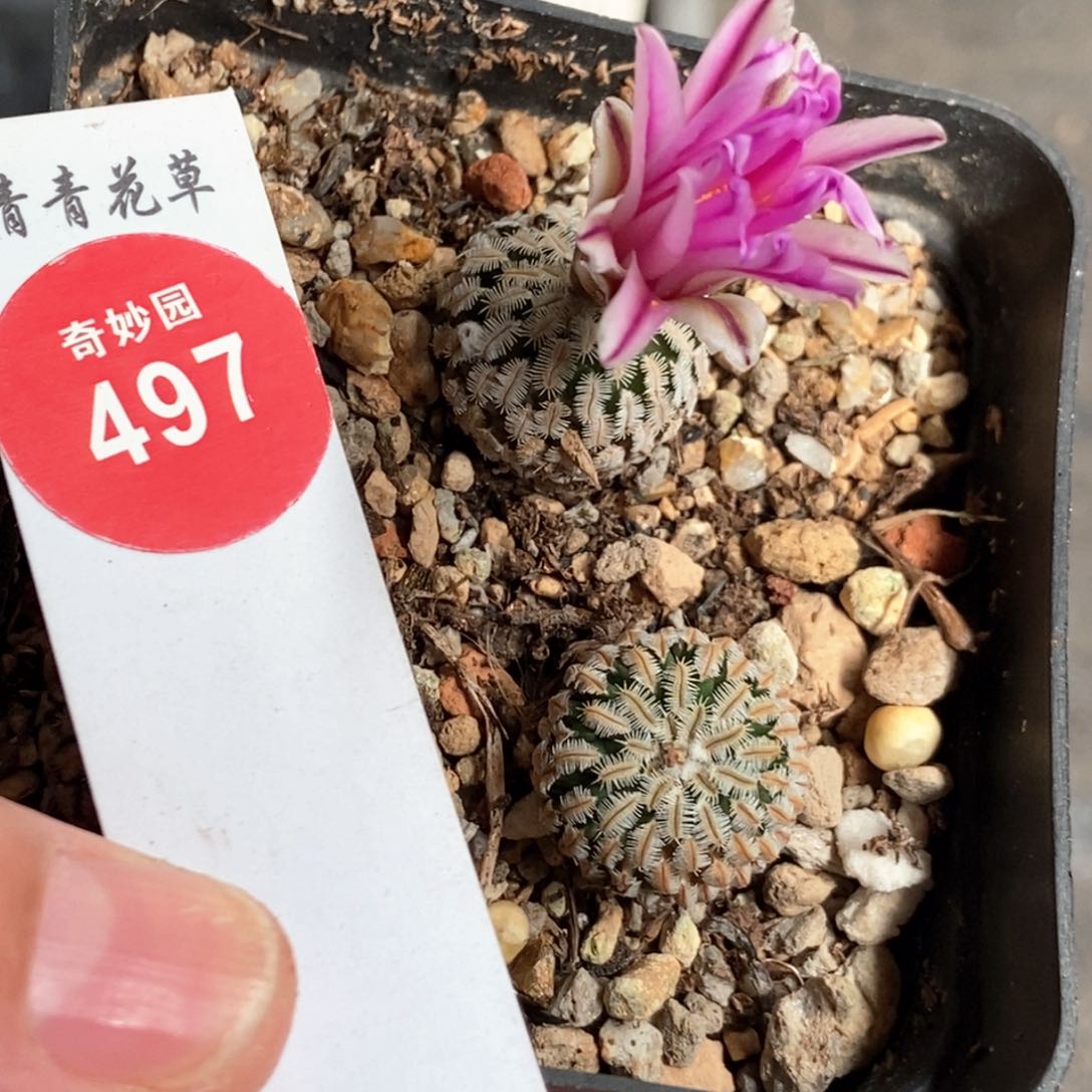 两颗赤花精巧殿566845