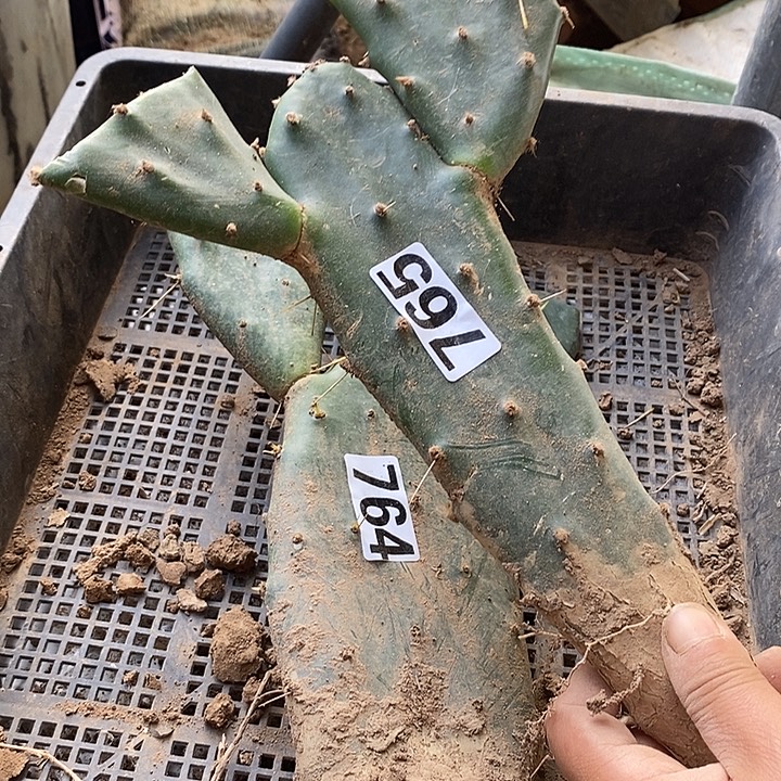 甜****765黄大刺双头仙人掌