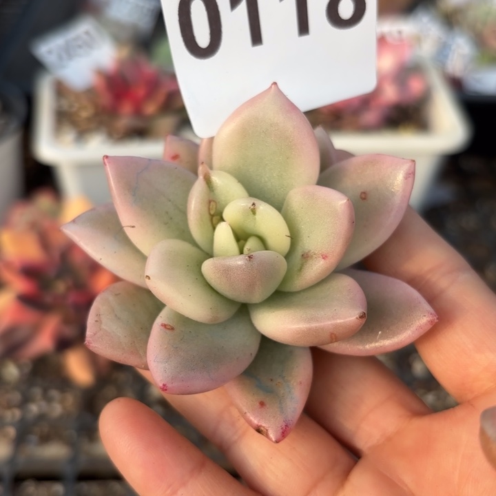 奶油鳄梨多肉植物满18包邮当场凑单