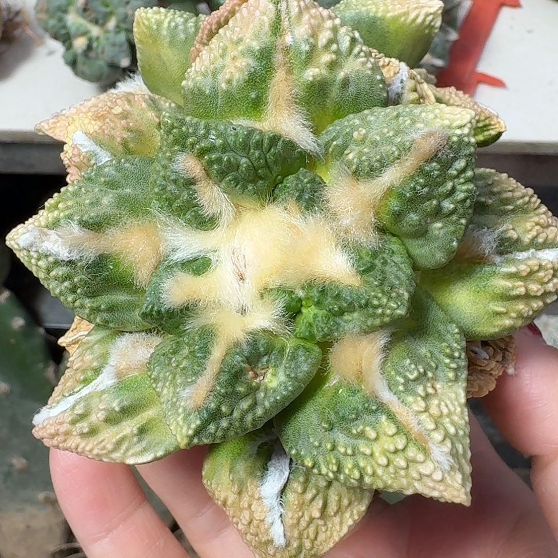 无花朵九公分龟甲锦402