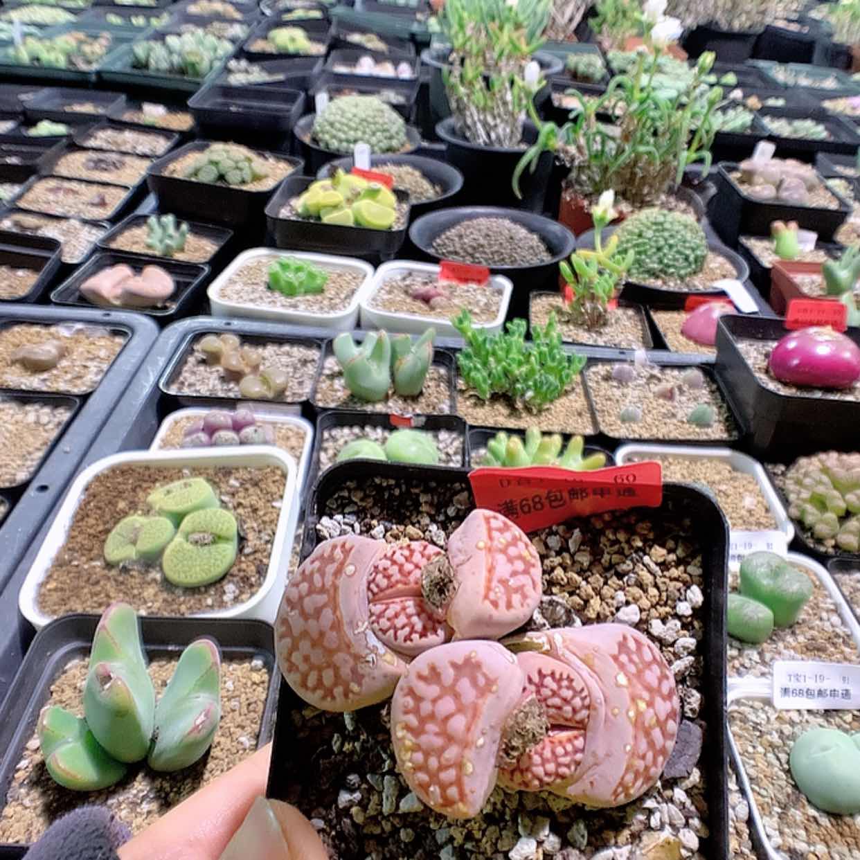 【闪购商品】1-19-60 网纹一群特 80