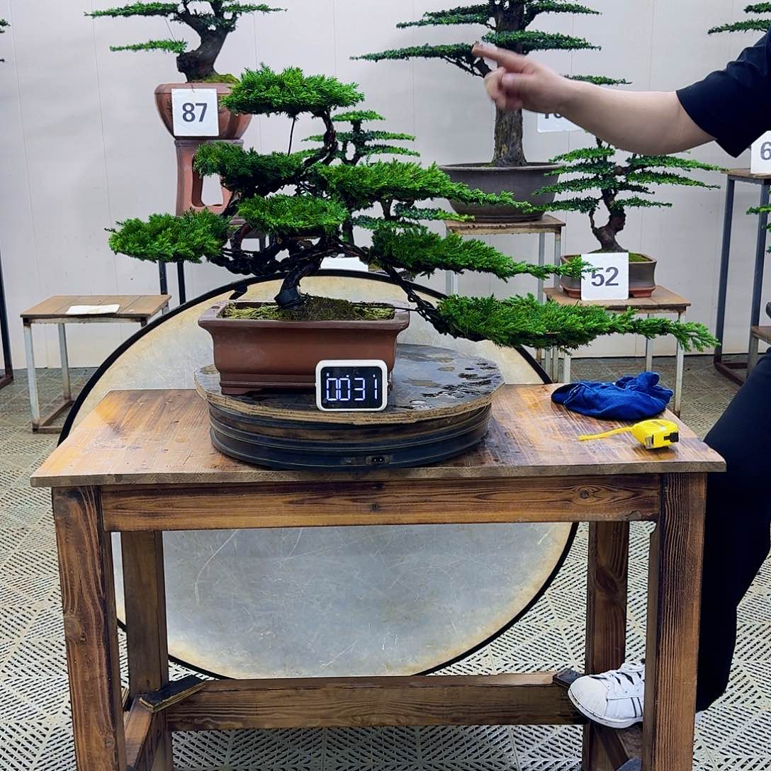 无花朵柏树造型盆景