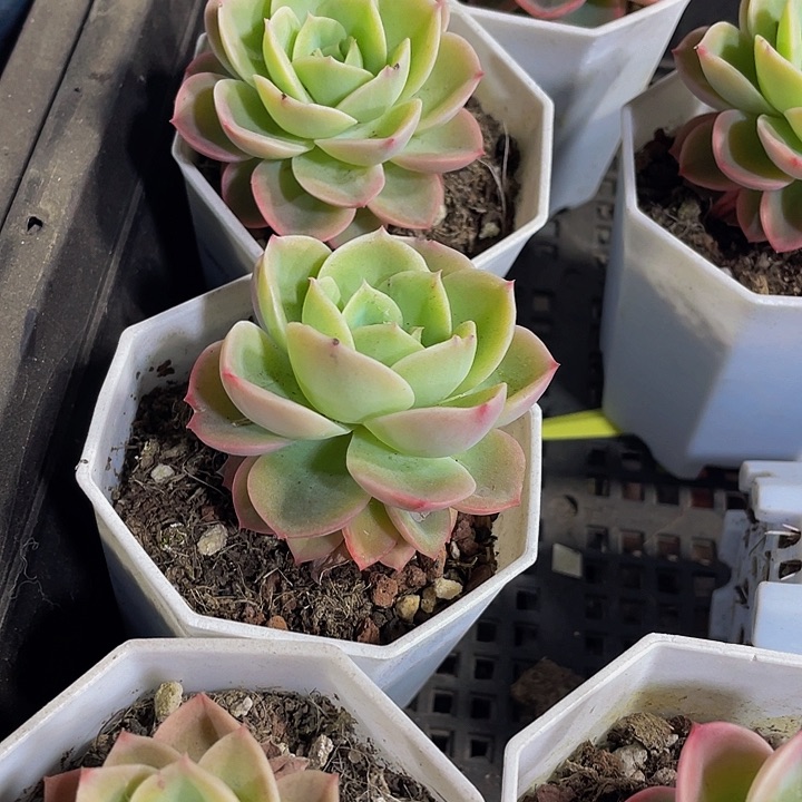 八角盆哈密瓜2.8带盆