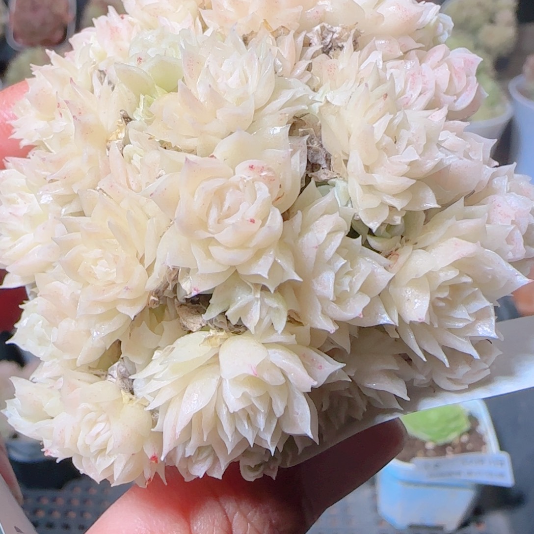 沐***苏花语多肉1203-13散