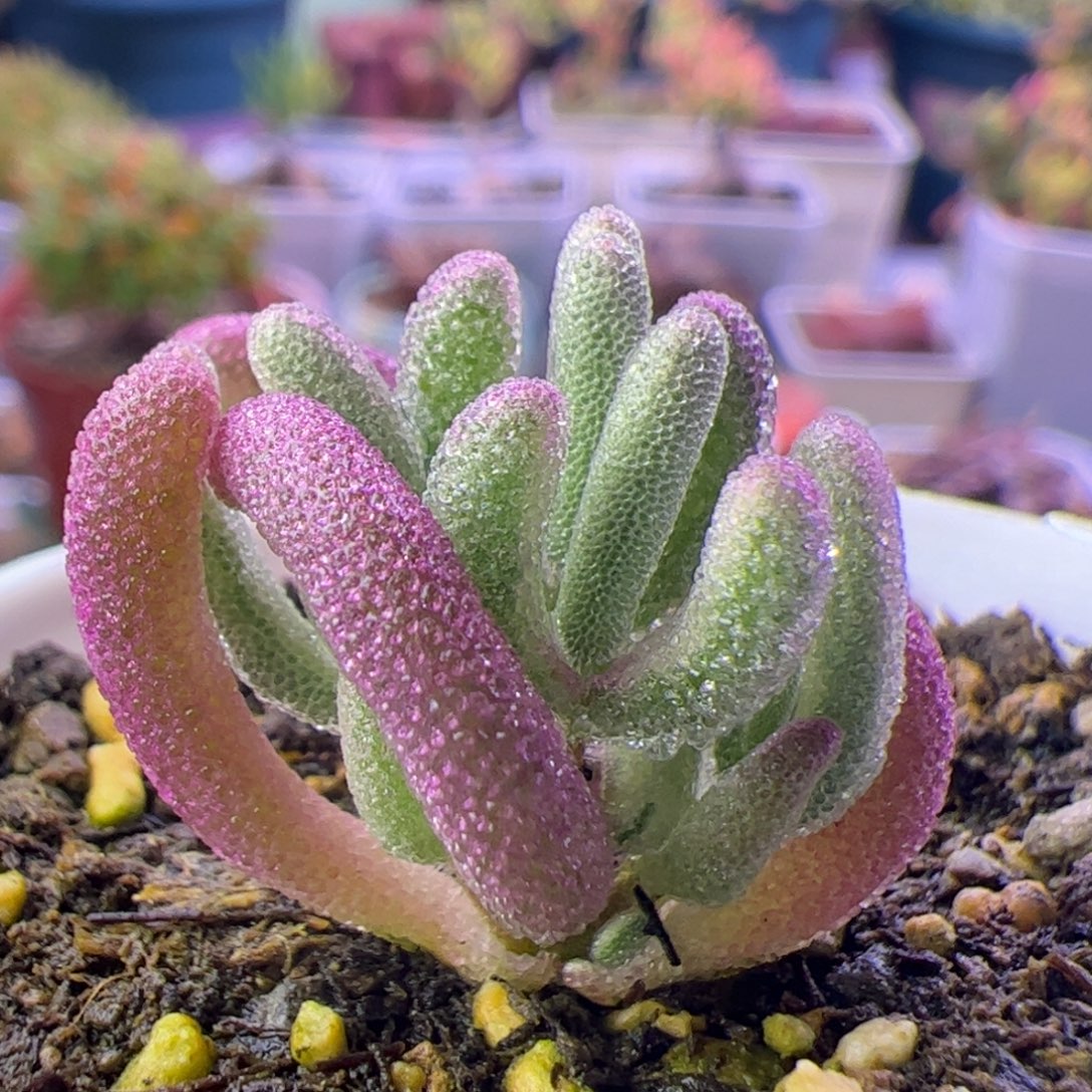 多肉植物枝干超紫