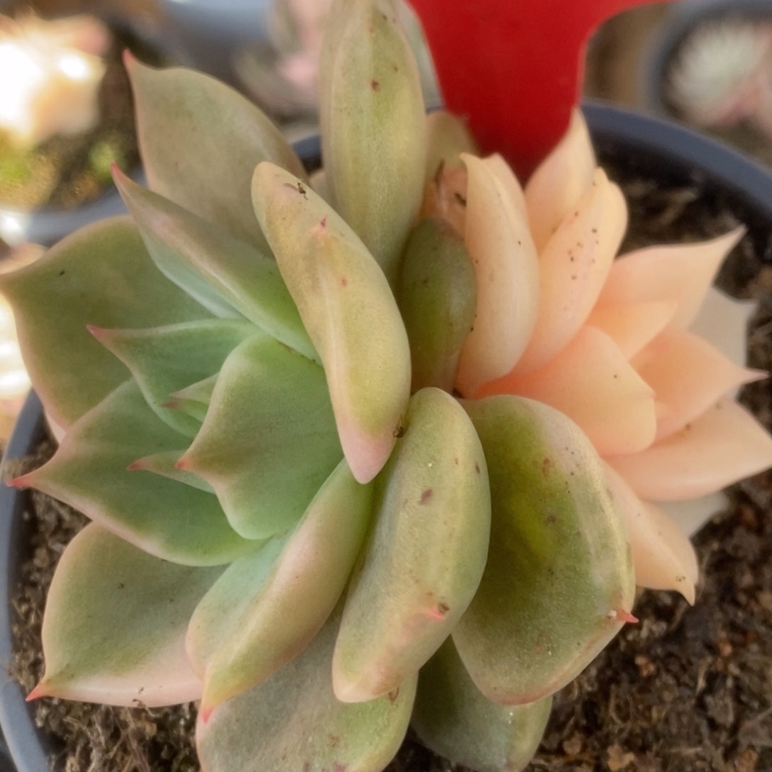 414贝加尔湖锦锦锦锦锦