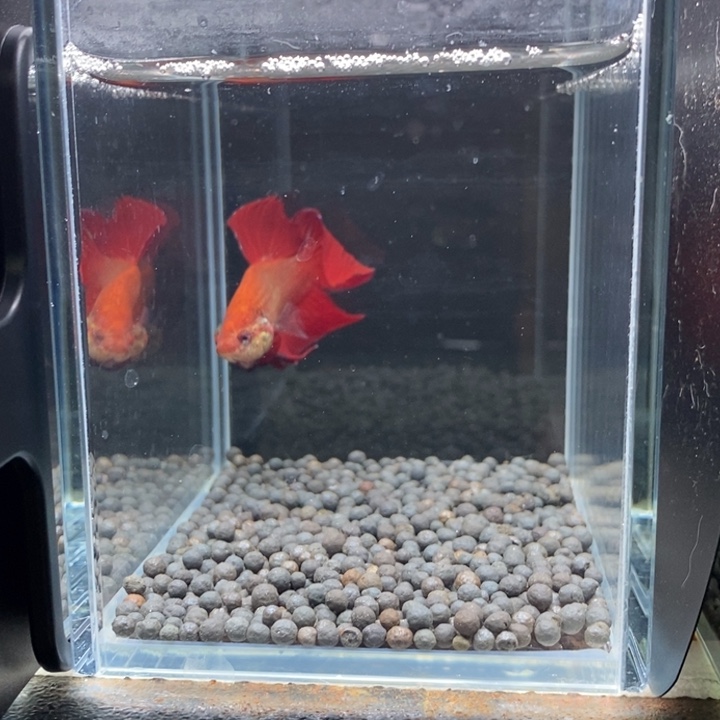 斗鱼泰国斗鱼203号