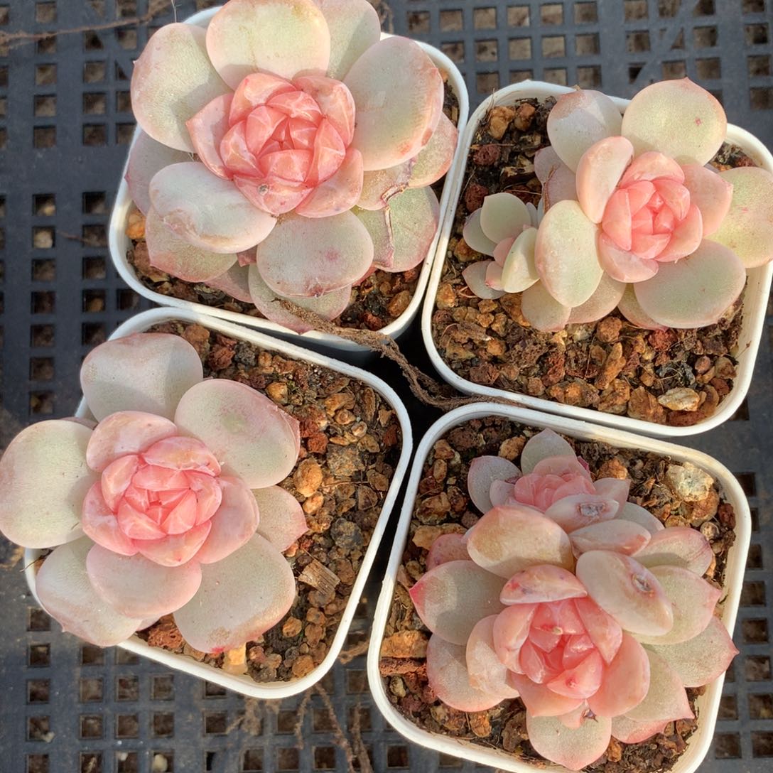 1202-47 套餐一组