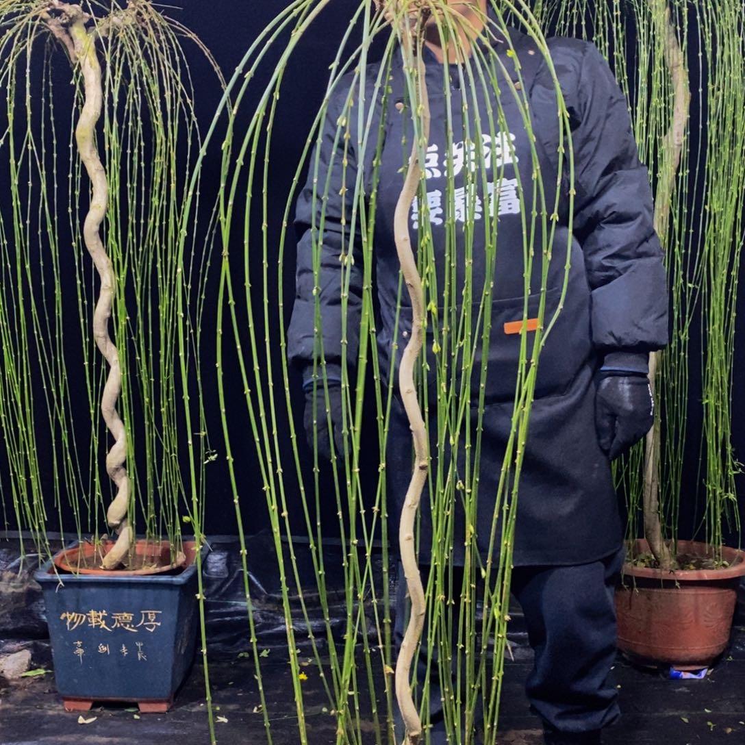 三台迎春花，一物一拍，