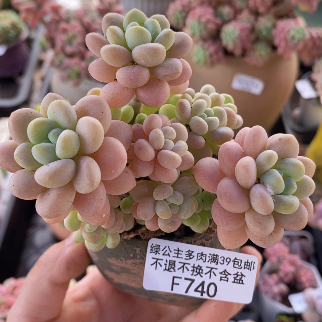 洛可可7cm740多肉植物