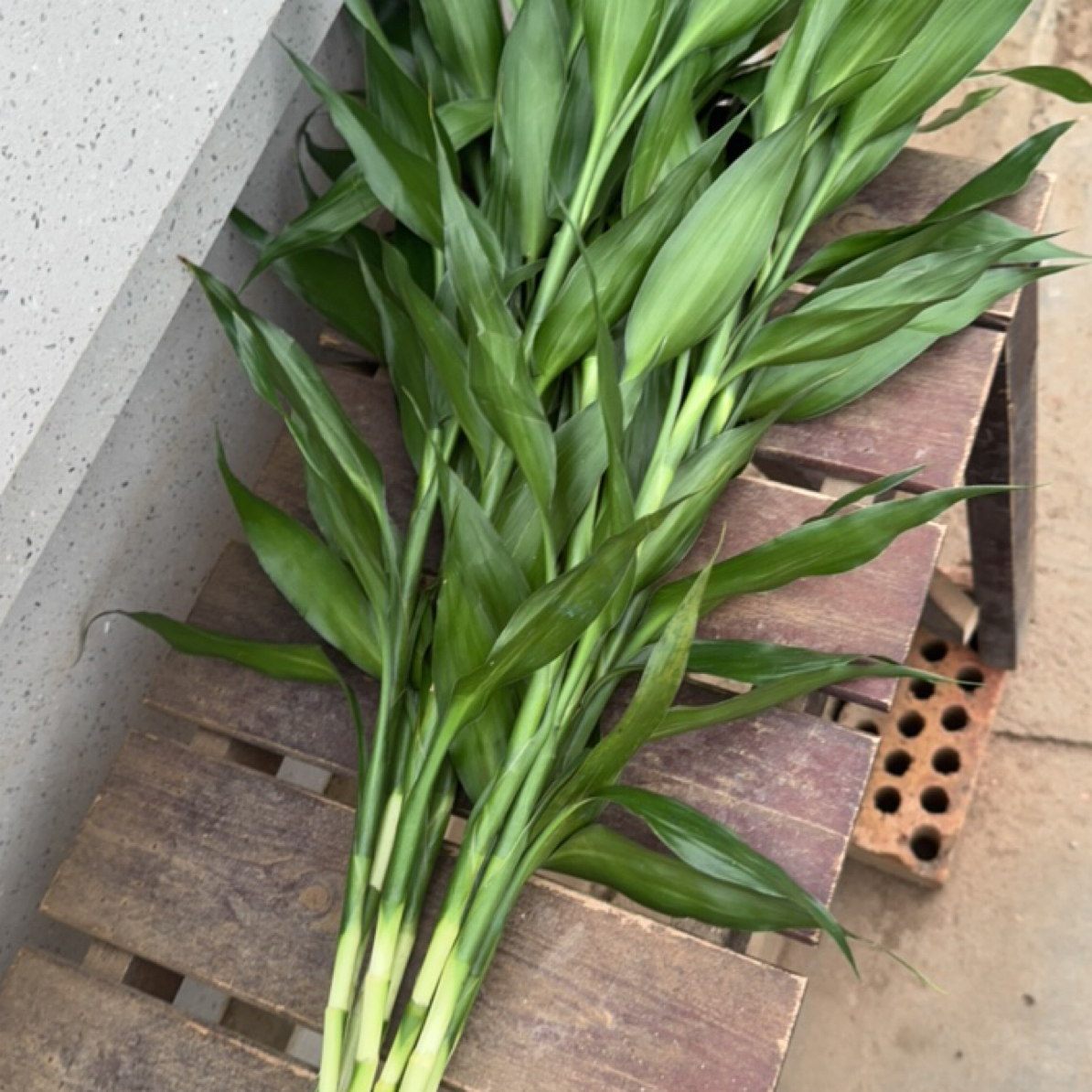 富贵竹水培居家乔迁开业10枝