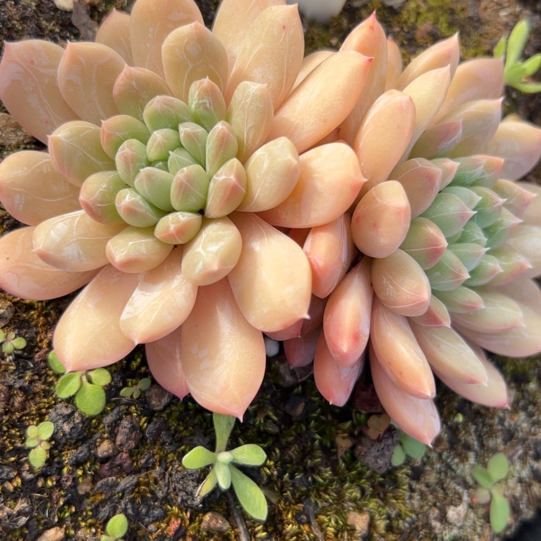 百搭翡翠多肉植物