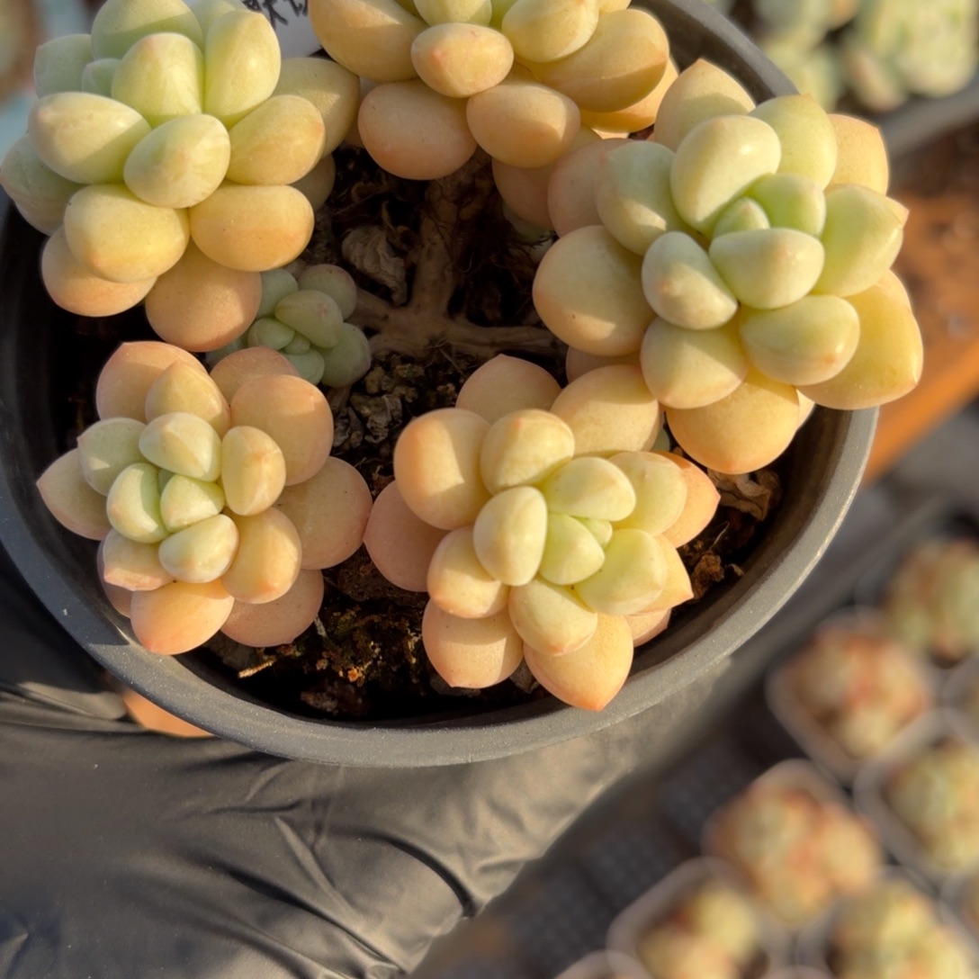 东篱下多肉植物哈哈哈51