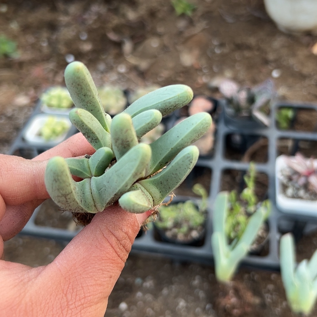 多肉植物宝椎玉开花