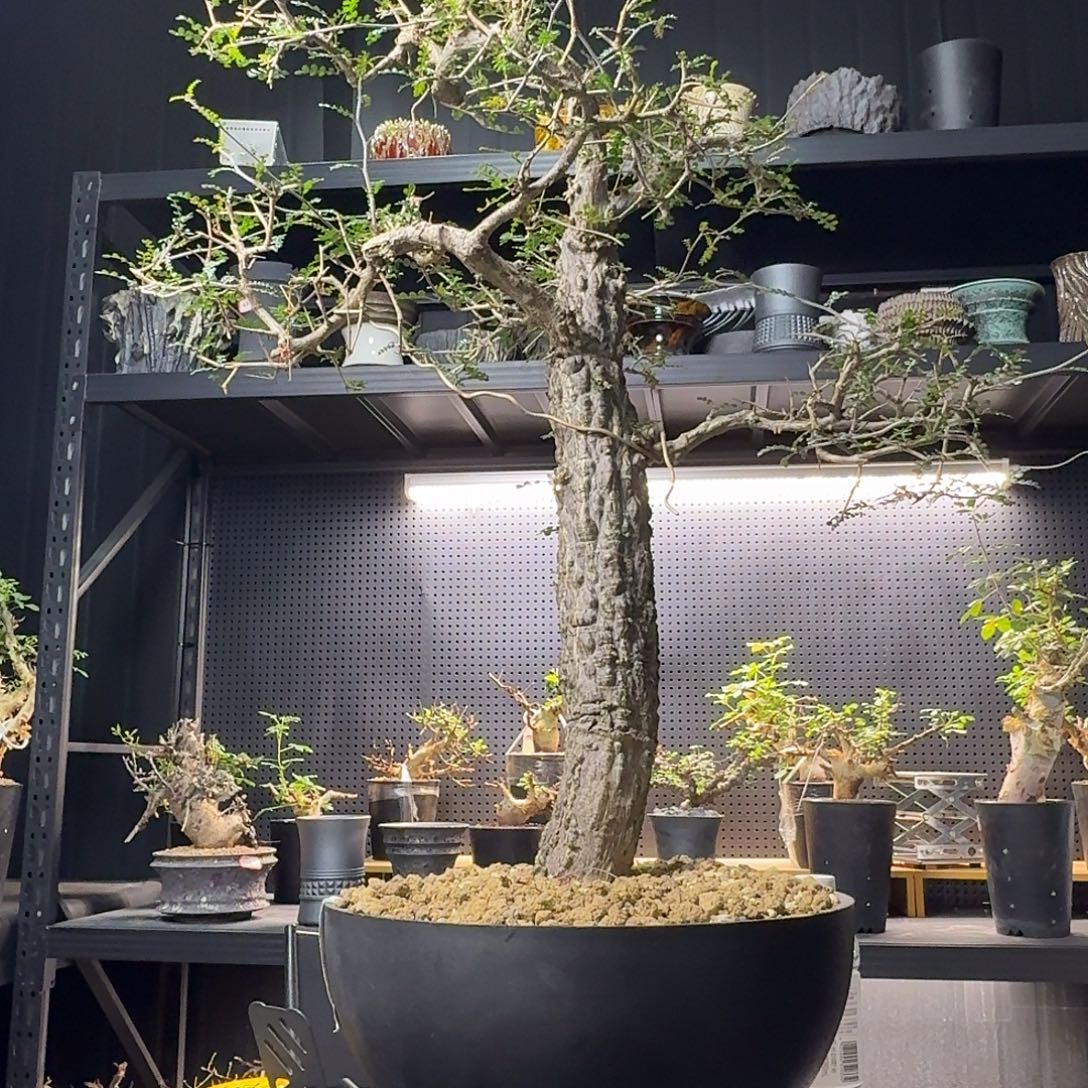 列加漆树带盆发货