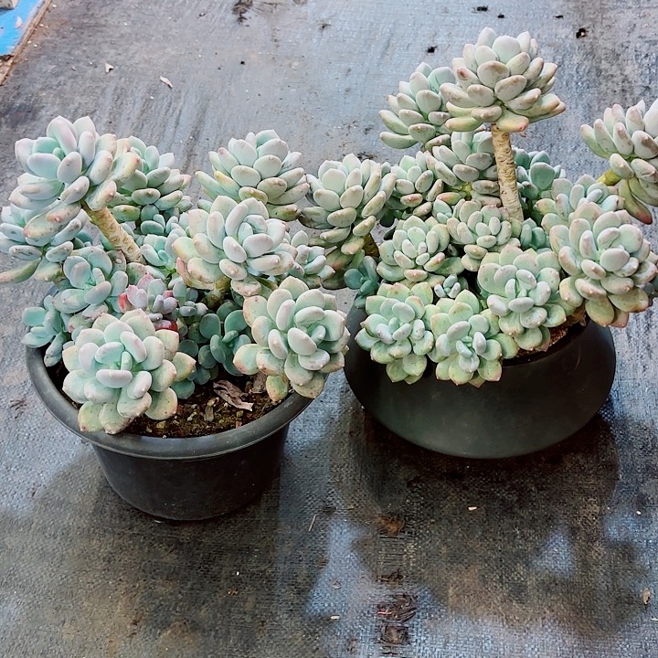 咖啡美人老桩大群多肉盆栽新粉体验价