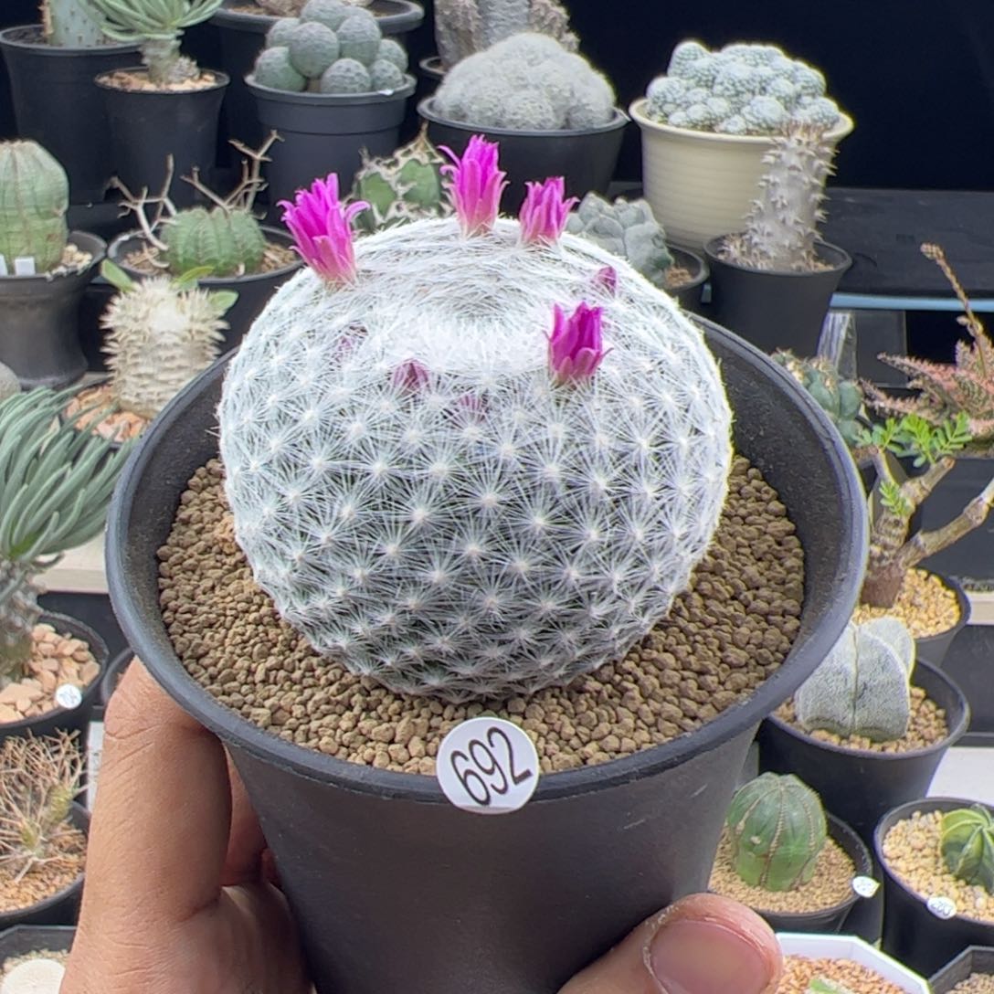 大春星6一物一拍692