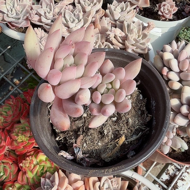 红蜻蜓双头多肉植物