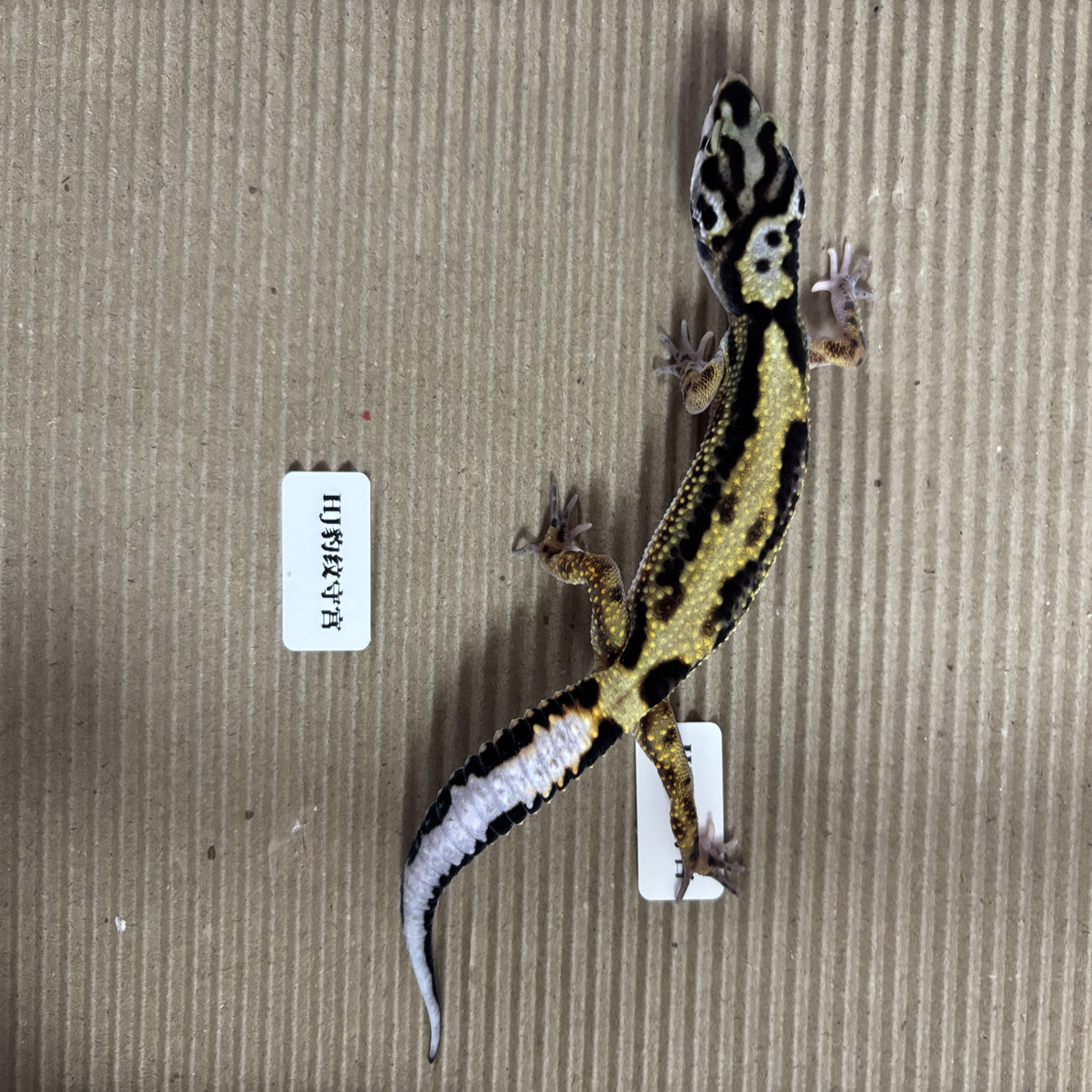 8豹纹守宫土匪0708母温