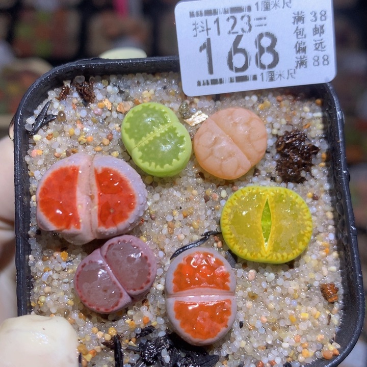 精品生石花123.168