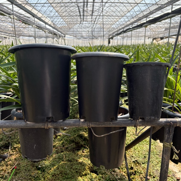 兰花全时期花盆（适用于各种兰科）