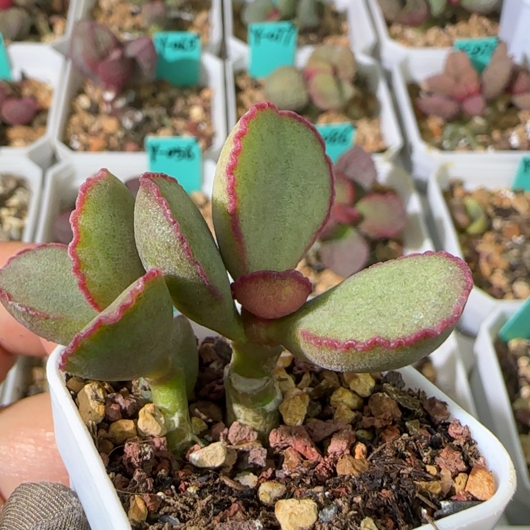 红边蛋双头桩，四方盆发