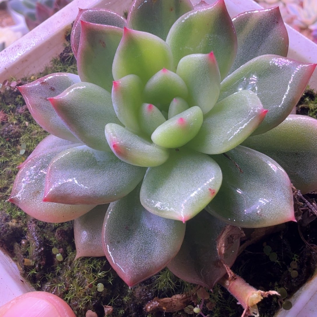 无花朵香槟杂拉丝