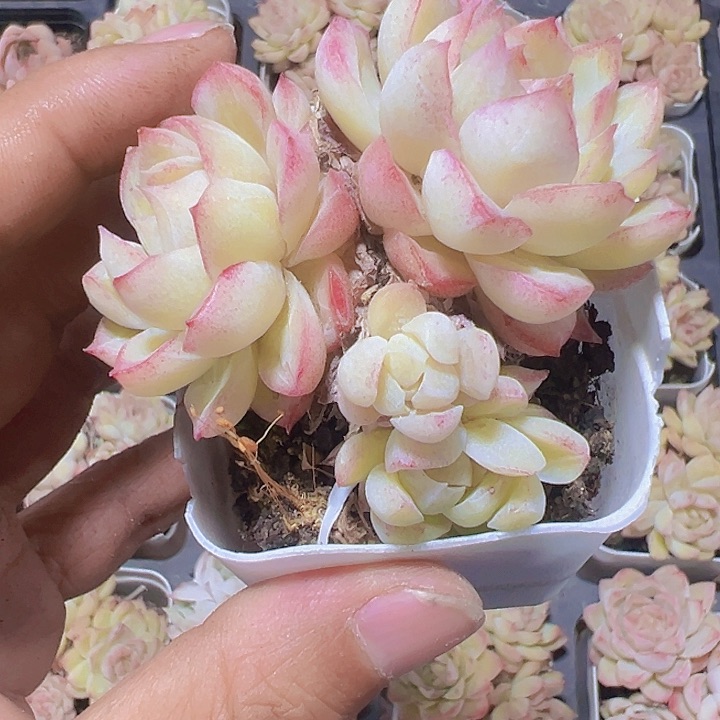 粉色女王精品多肉