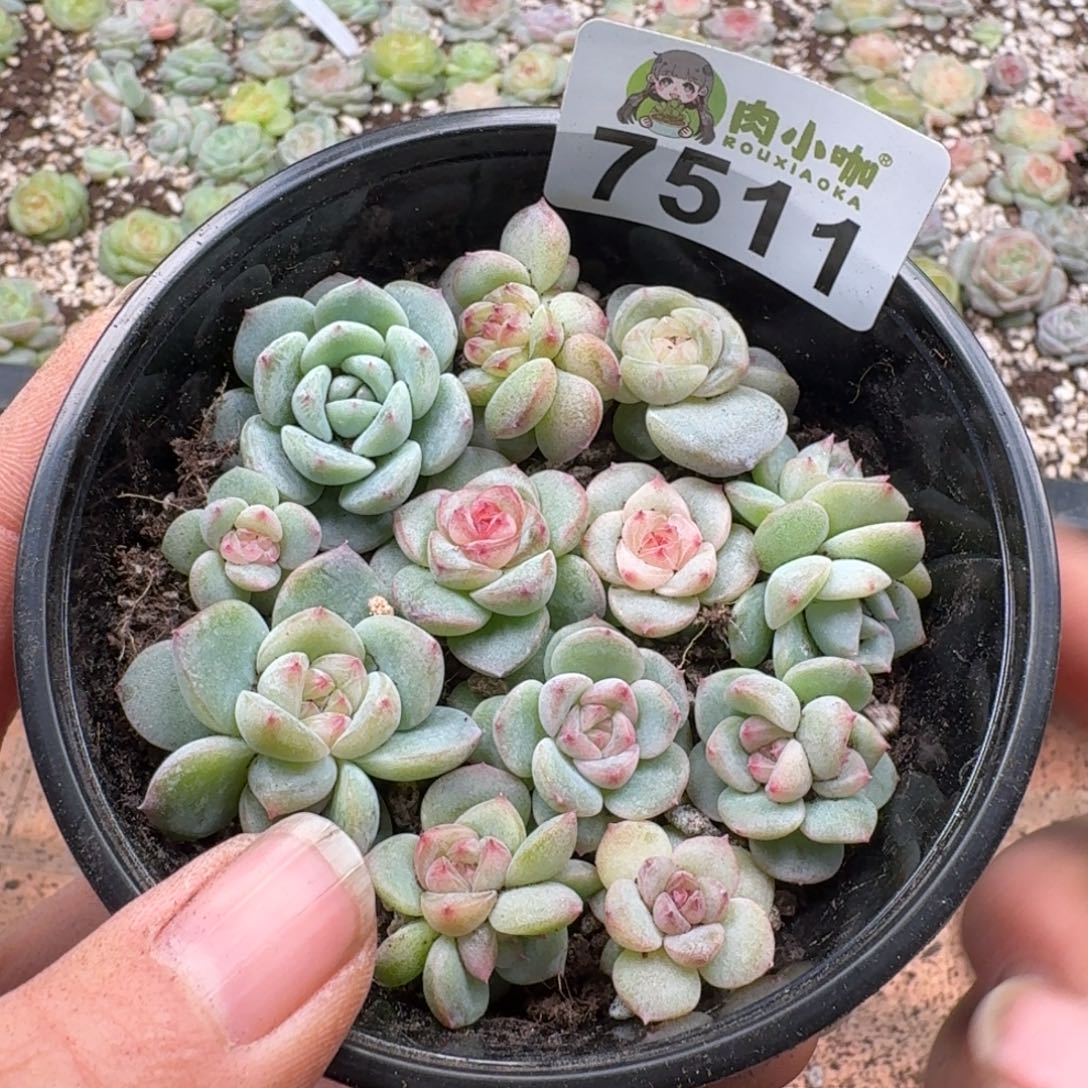 多肉植物多肉植物
