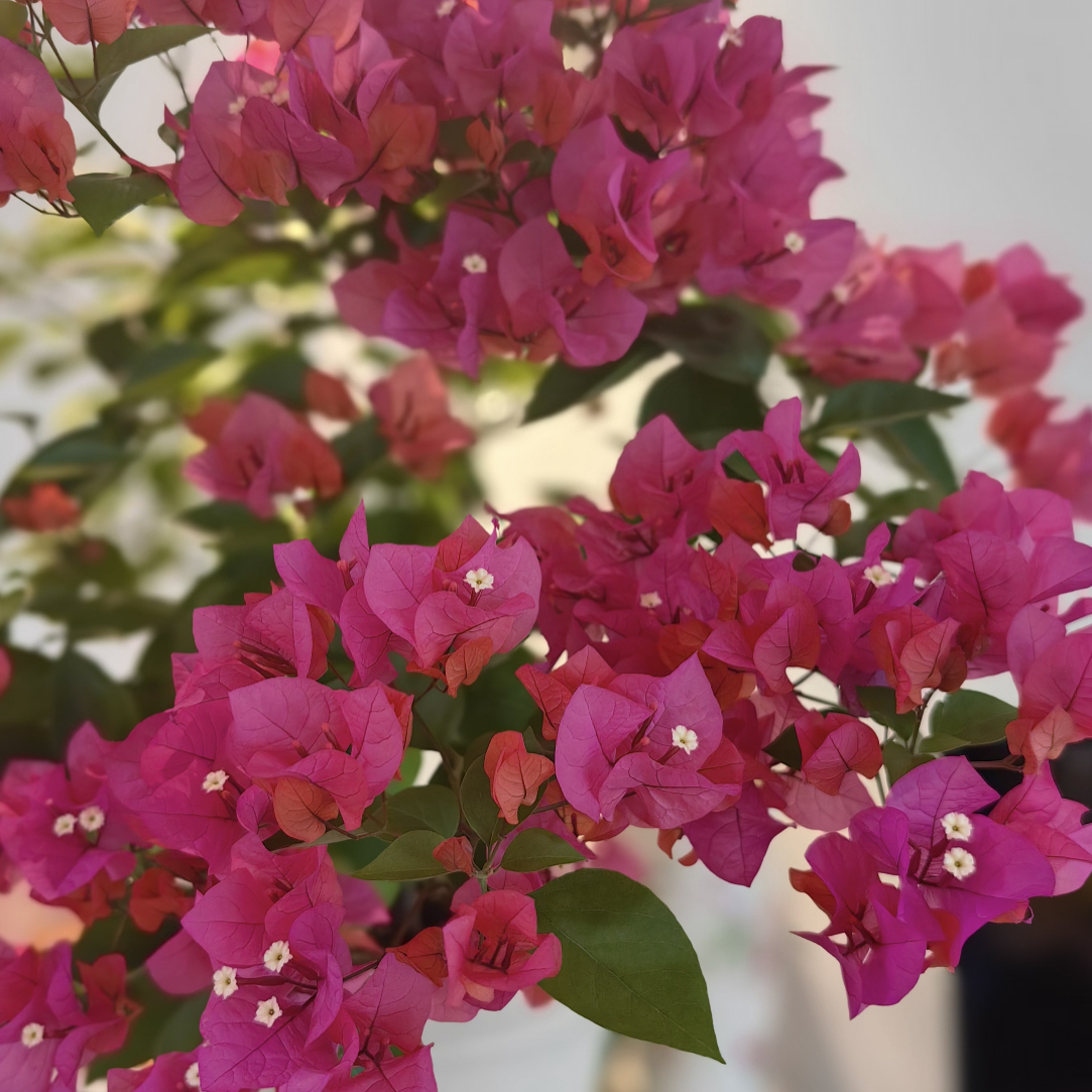 【同安红】四季开花勤花（落花落叶不售后一个月内换盆不售后）花梦